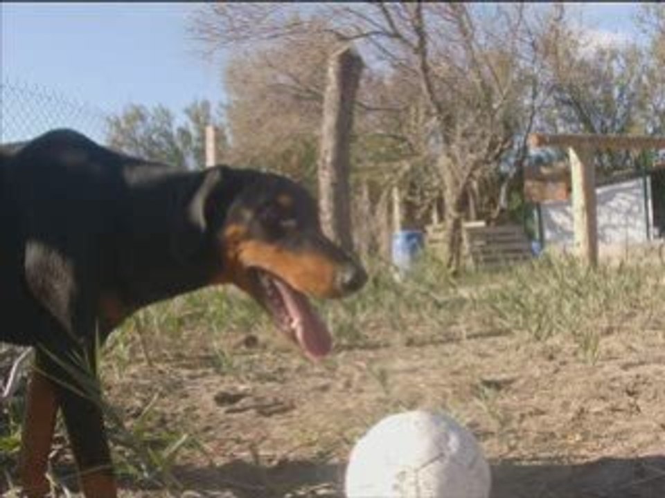 Baccara dobynette 2 ans a adoptée