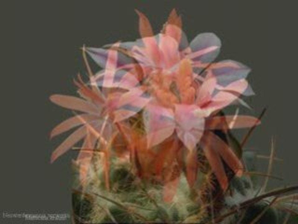 Les Cactus