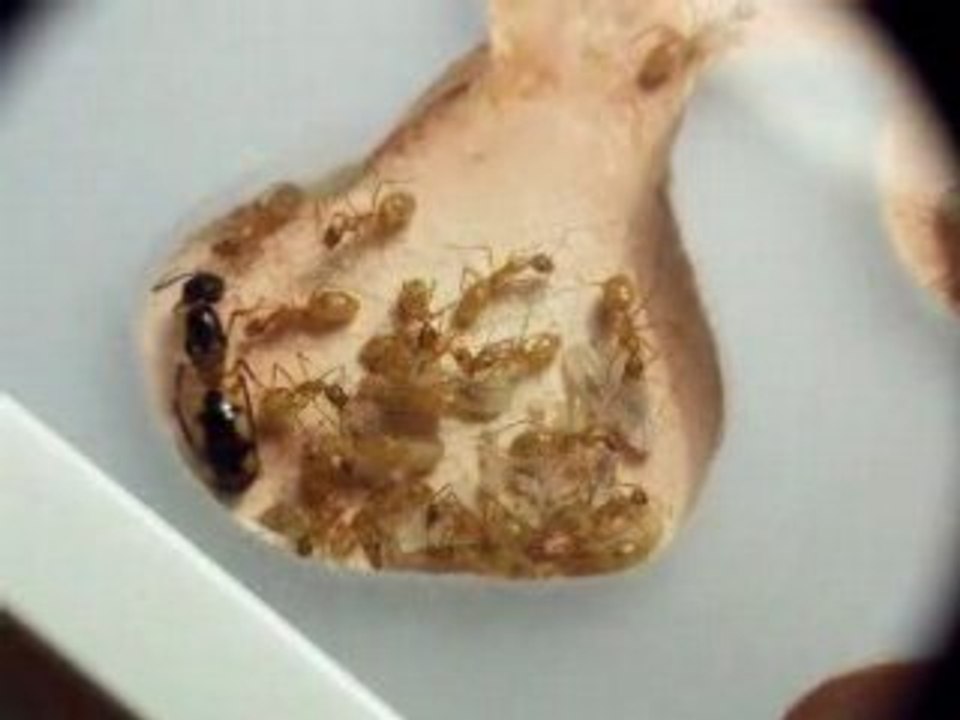 Camponotus maculatus