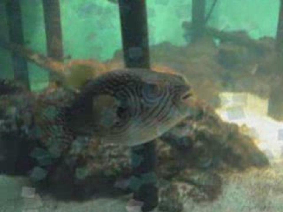 Aquarium