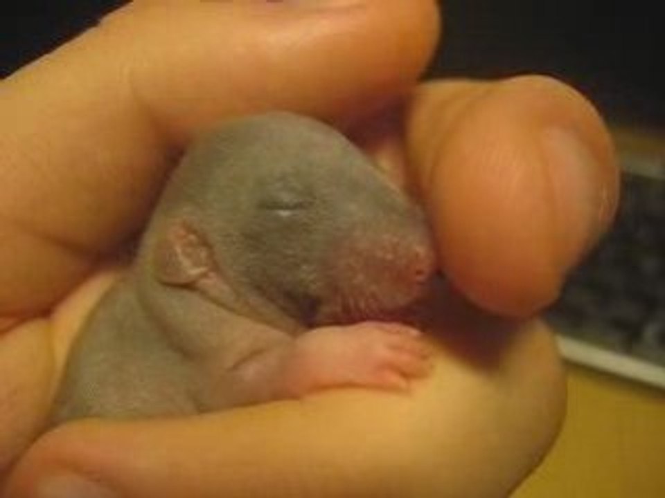 CRB-G : CRB Falbala x Yatho