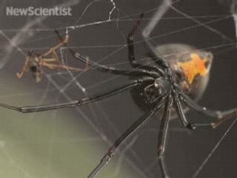 Females eat lazy lovers