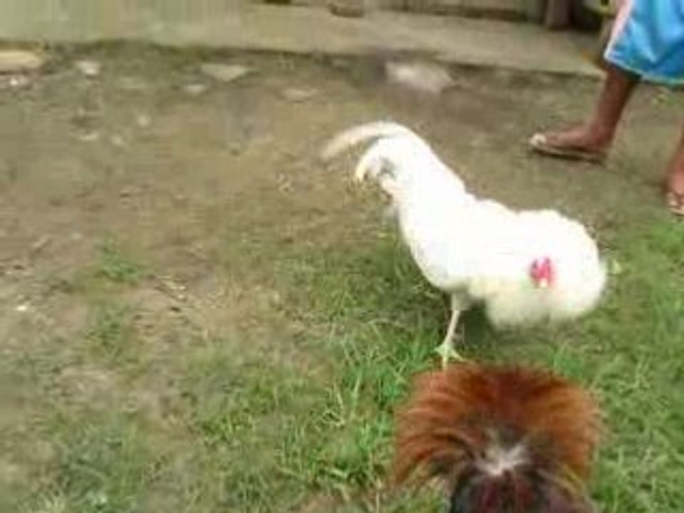 White wht vs cock