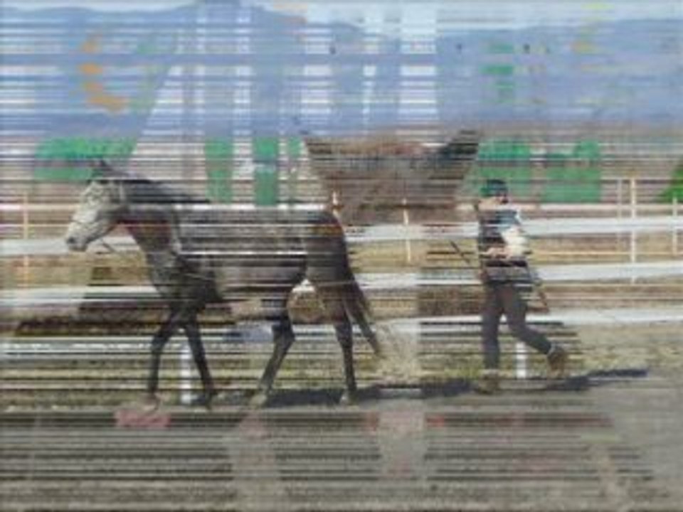 En Vrac .. L ' Harmonie entre  Humains et  Chevaux