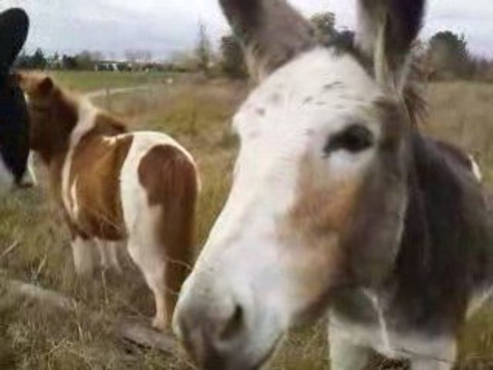 poney2