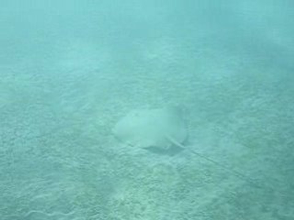 Muréne tatouée + raie