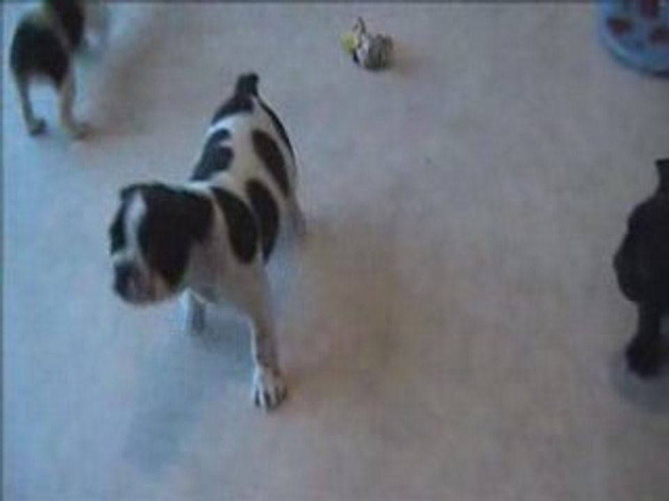 Les baby's boulis de bounty(17 nov)