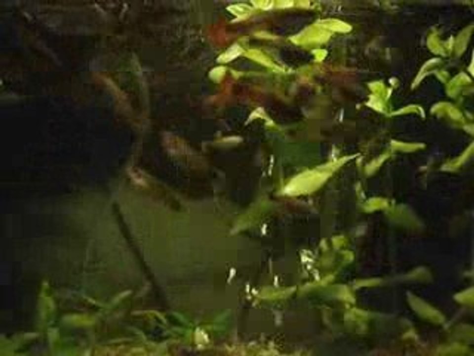 aqualife bac n°2 de Vinoth