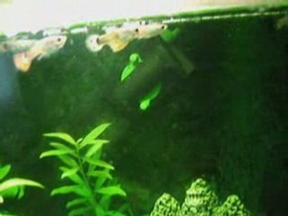 aqualife bac n°1 de Vinoth