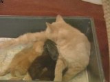 Maman chatte adopte un lapineau avec ses chatons