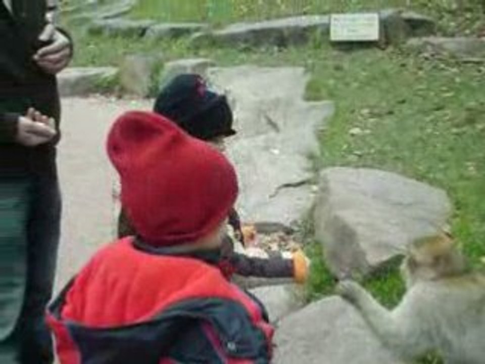 Montagne des singes