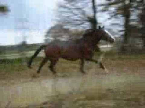 magic de barbereau longe galop