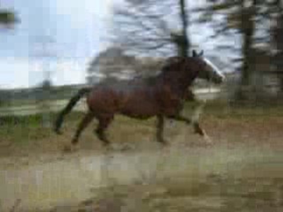 magic de barbereau longe galop