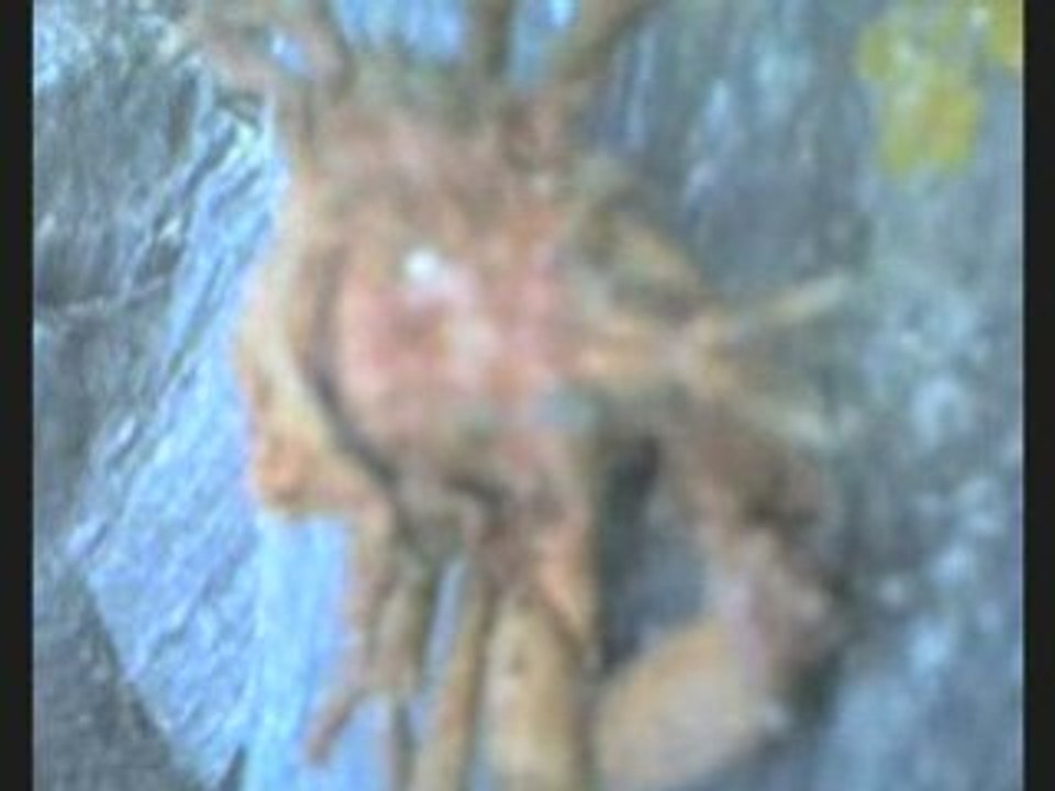 Bastallica comming soon