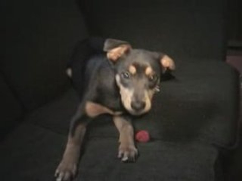 Dancing Doggies