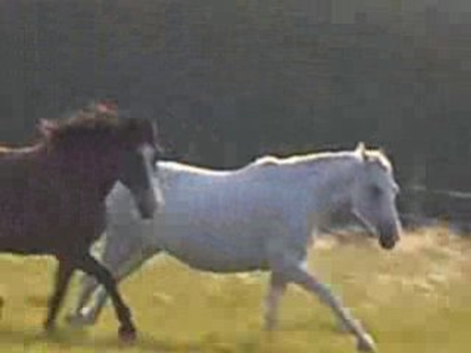 farceurntita