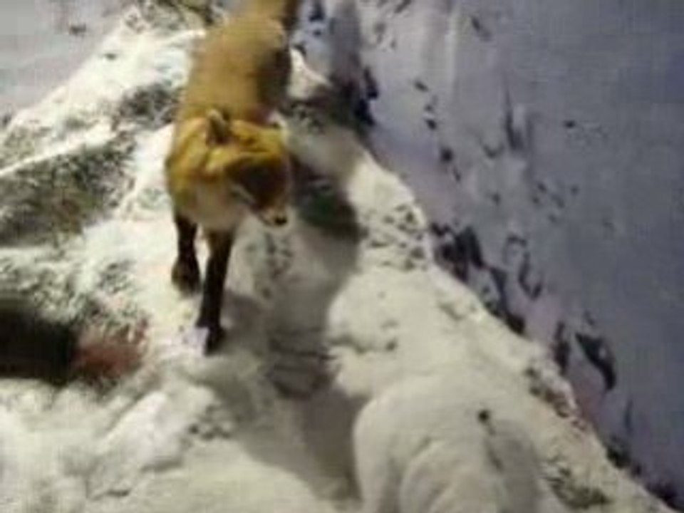 2ieme aventure de Nicolas laglotte en Laponie orientale