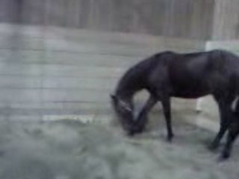 Lover Boy joue au soccer.