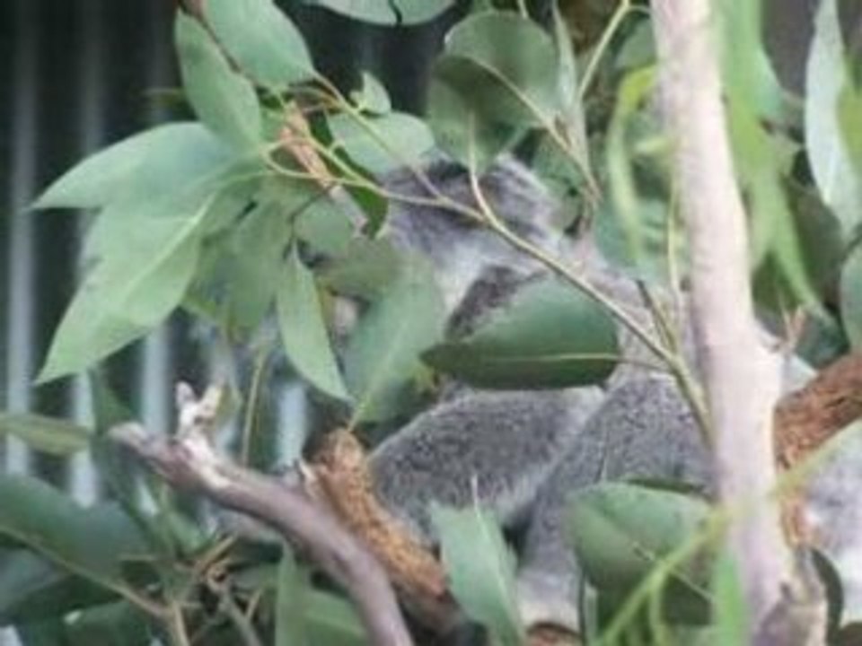 koala