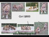 Shiba Puppies: Florida Shiba Inu