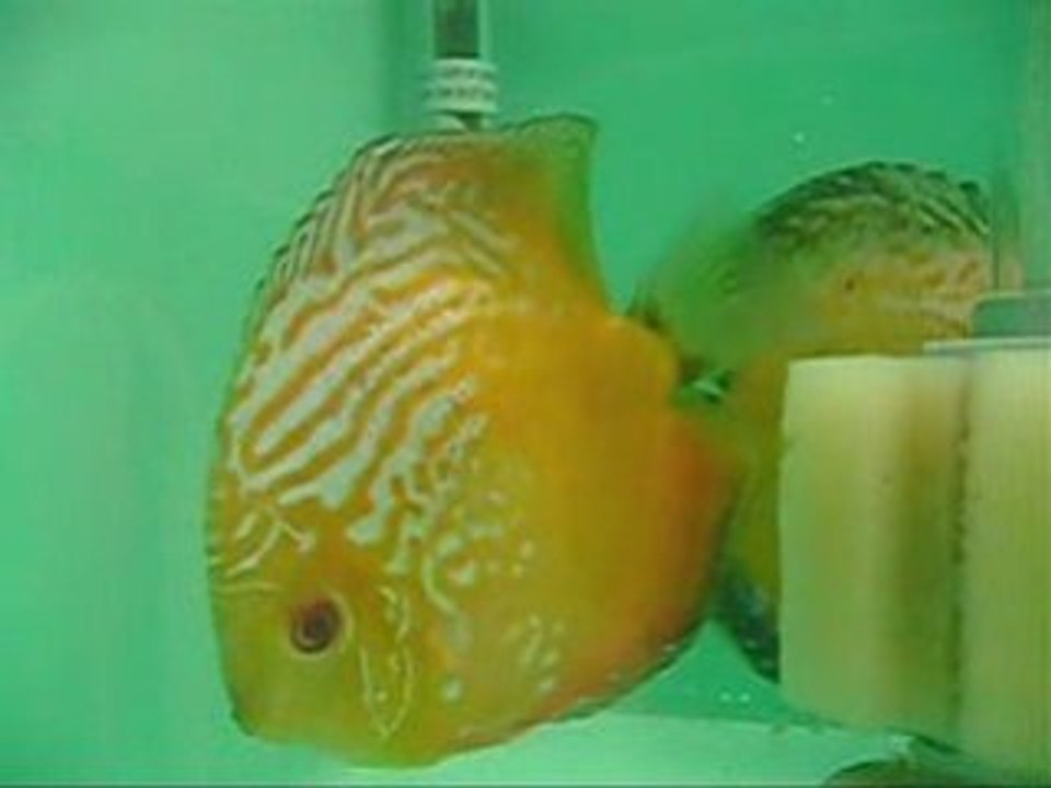 PİGEON BLOOD CİFTİM