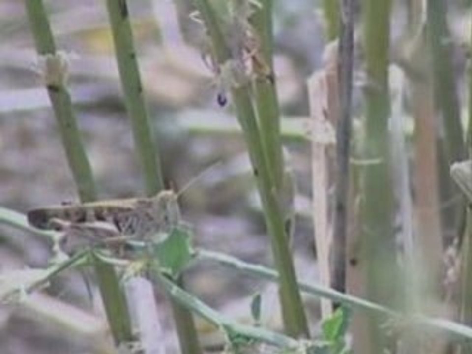Swarms of locusts sweep across Australian state