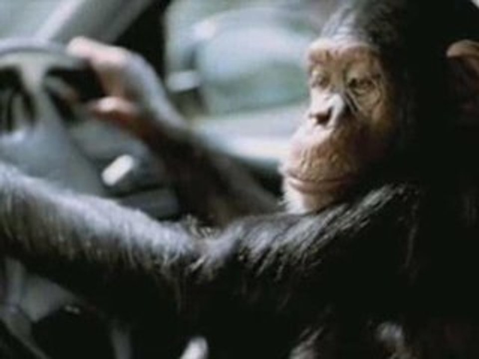 Les singes menacés d'extinction TV?