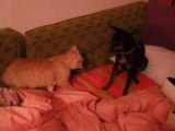 Chat et Chien, combat de Sumo sur canapé