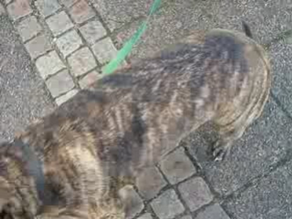 THISNEY.BLOGG.SE