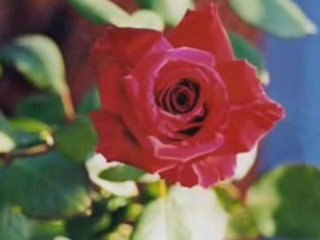 Mustafa Cihat Gül Sultan