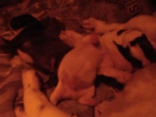 bouledogue français bébé