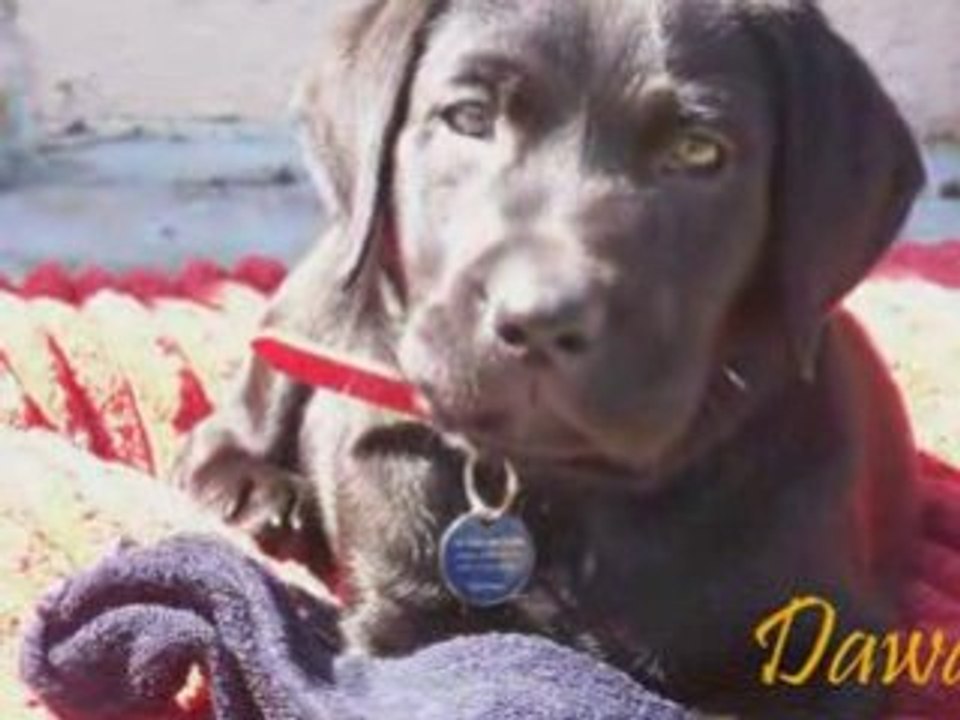 Labrador Mania Novembre 2008