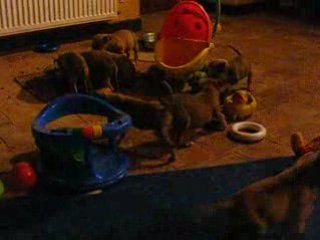 Deska et dust s'attaque a scoubidou !