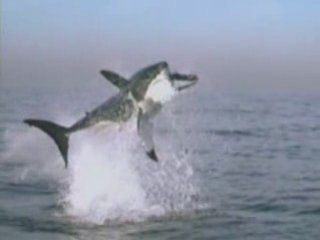 LE SAUT DU GRAND REQUIN BLANC