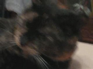 Vidéo 2 de Croque-pommes