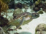 Les animaux sous marin de Bonaire