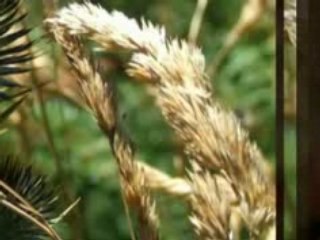 Arise My Soul ... Original unplugged version before Studio Production