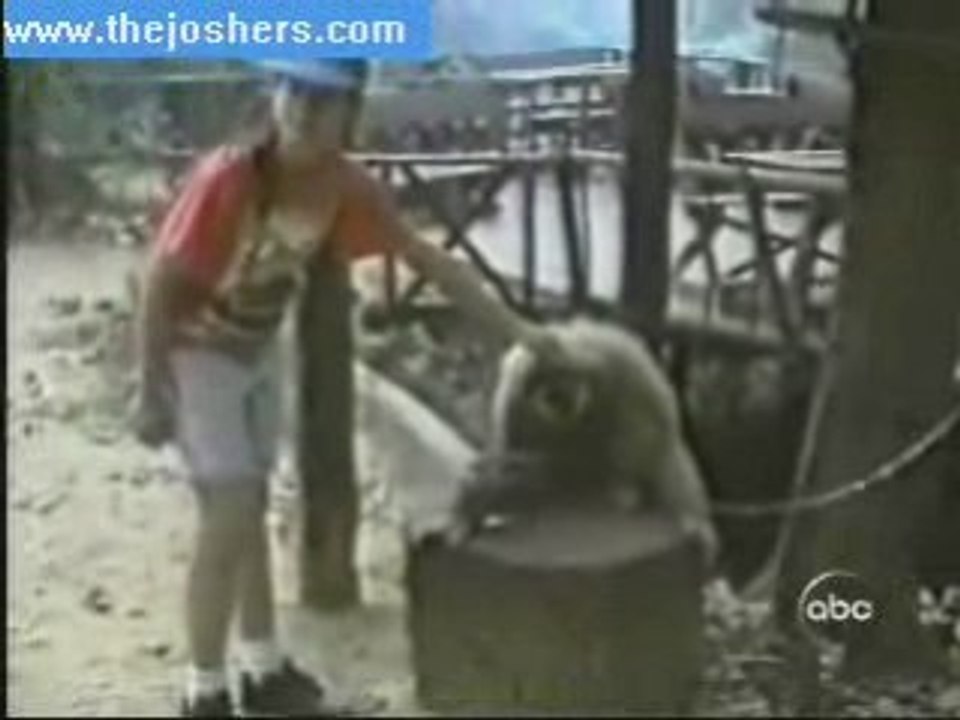 Singe...chercheur de calin