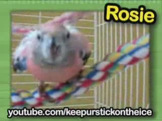 Ultra Kawaii - Birds of a Feather