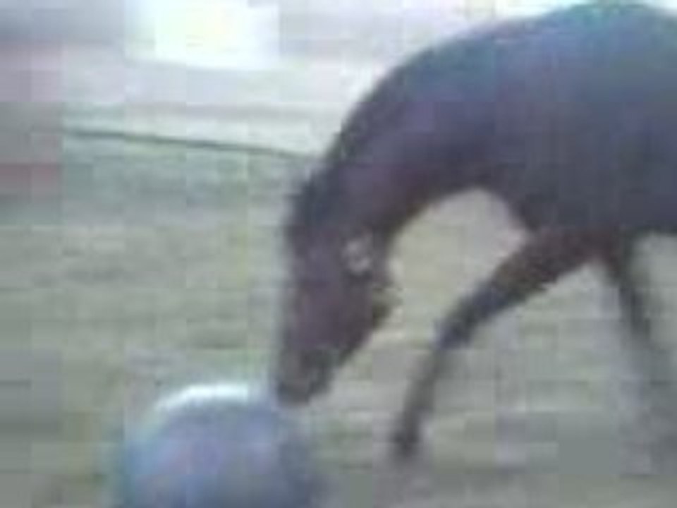 Lover Boy joue au soccer 4