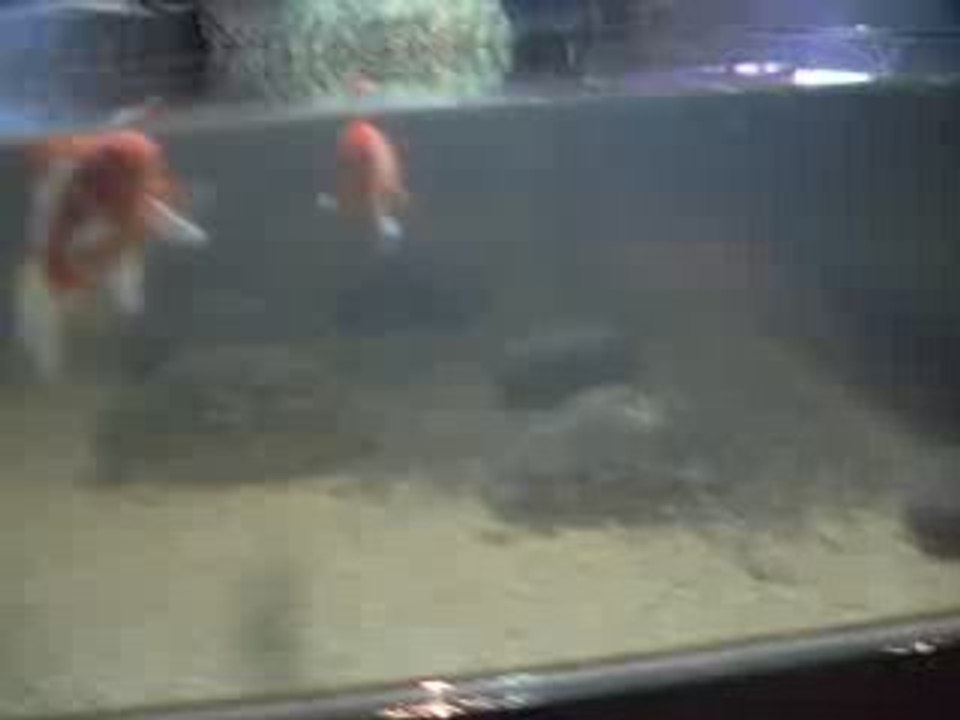 beauvidal : carpes koî du futuroscope (court)