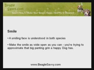 Connect With Your Dog For Easy Beagle Training