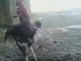 El-Farha: Serdouk Sekrane & More 🍹