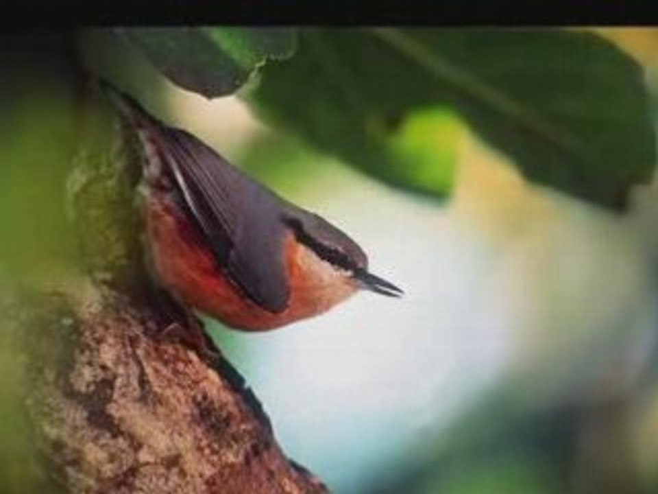 Little Bird