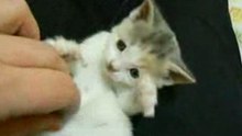Un dolcissimo gattino