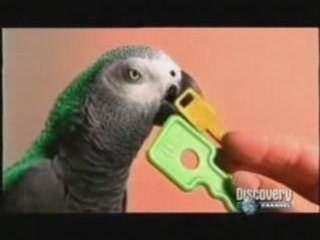 El loro Alex: Lenguaje e inteligencia en animales