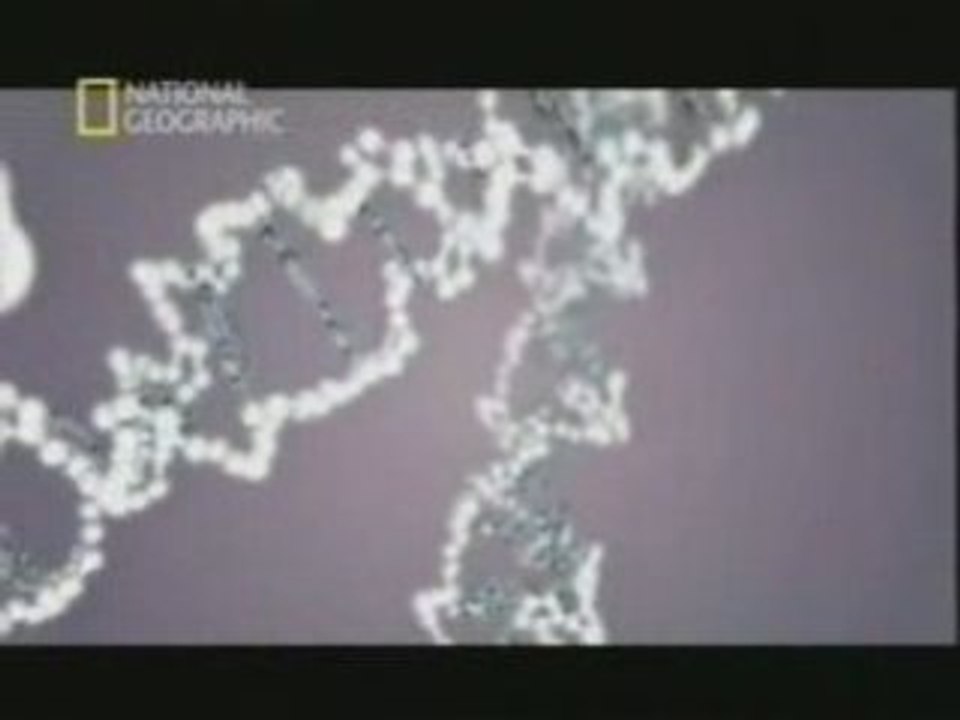 Origen del lenguaje: Gen FoxP2