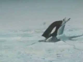 Peche au gros !! Dangerous Orc