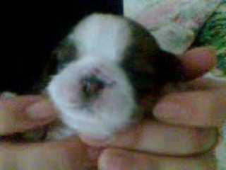bébé chiots(shi tzu tou neuf!!!