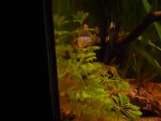 Apistogramma baenschi